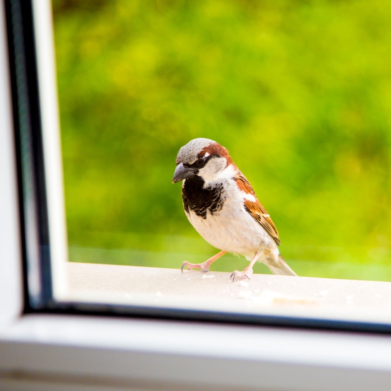Bird Friendly Glass