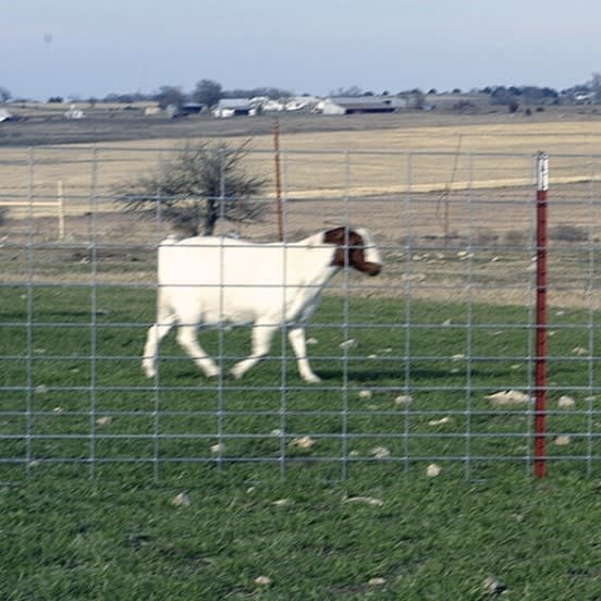 Sheep & Goat Panels