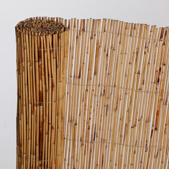Bamboo Reed