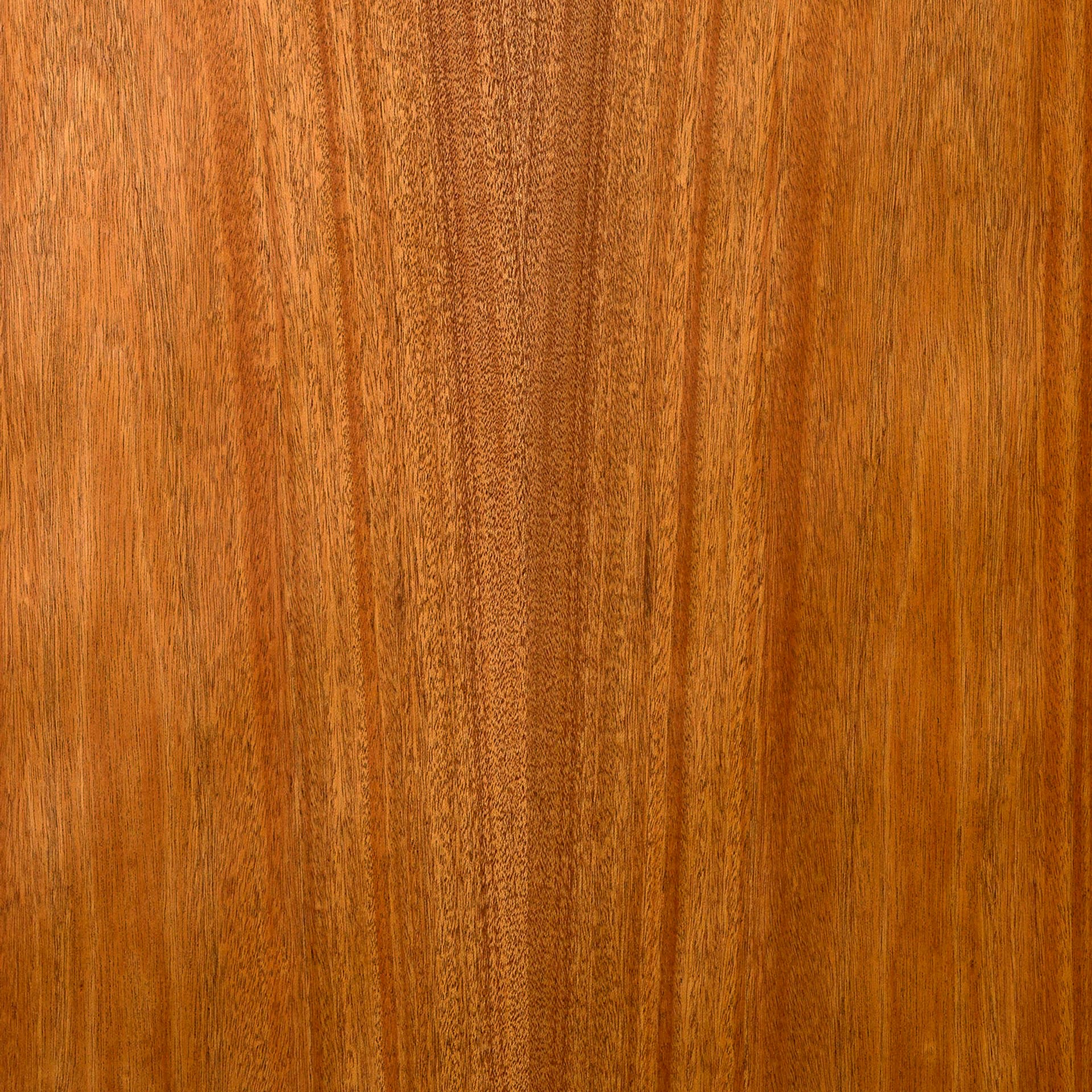 African Mahogany