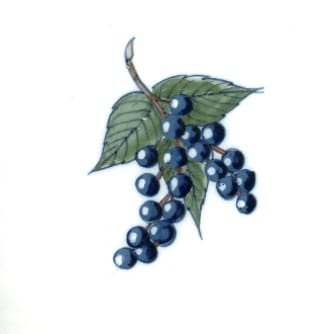 Fruits