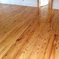Australian Cypress