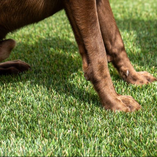 K9Grass