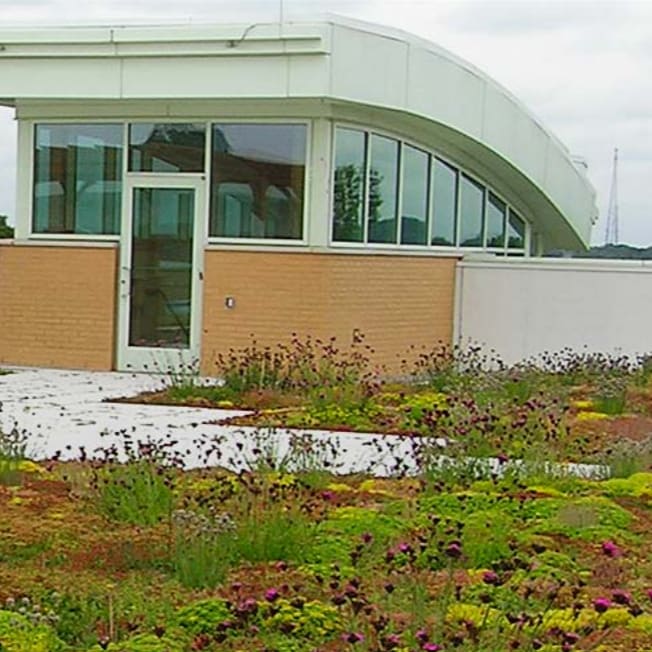 Sedum Roofs