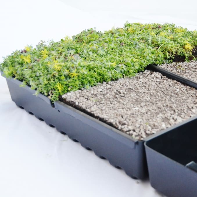 Planted In Place Tray