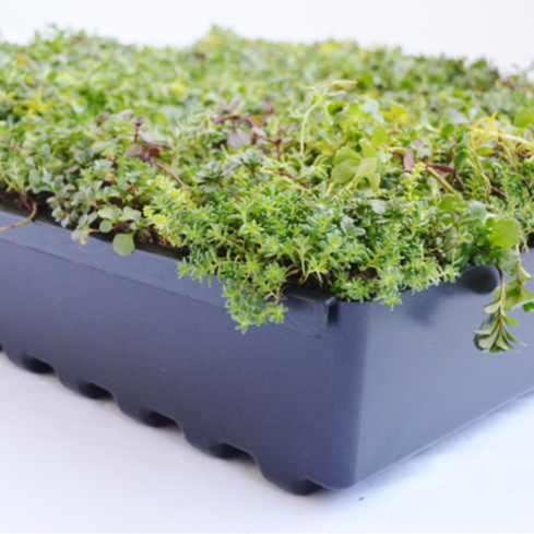 Pre Grown Tray