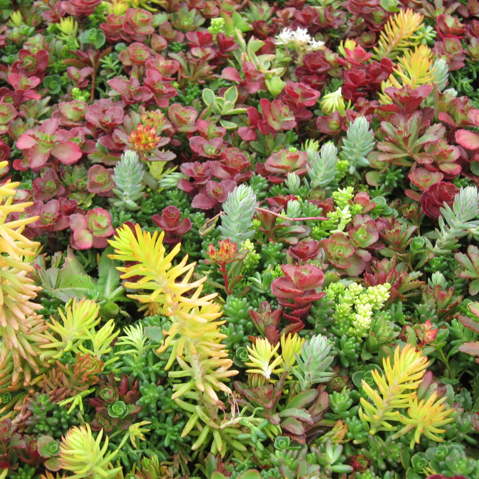 Pregrown Sedum Tiles