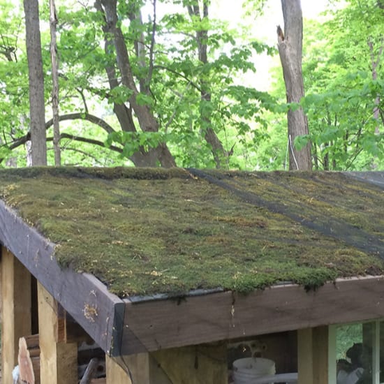Fully Grown Moss Mats
