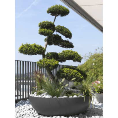 Bonsai