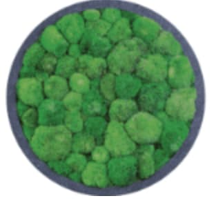 Circle Shape