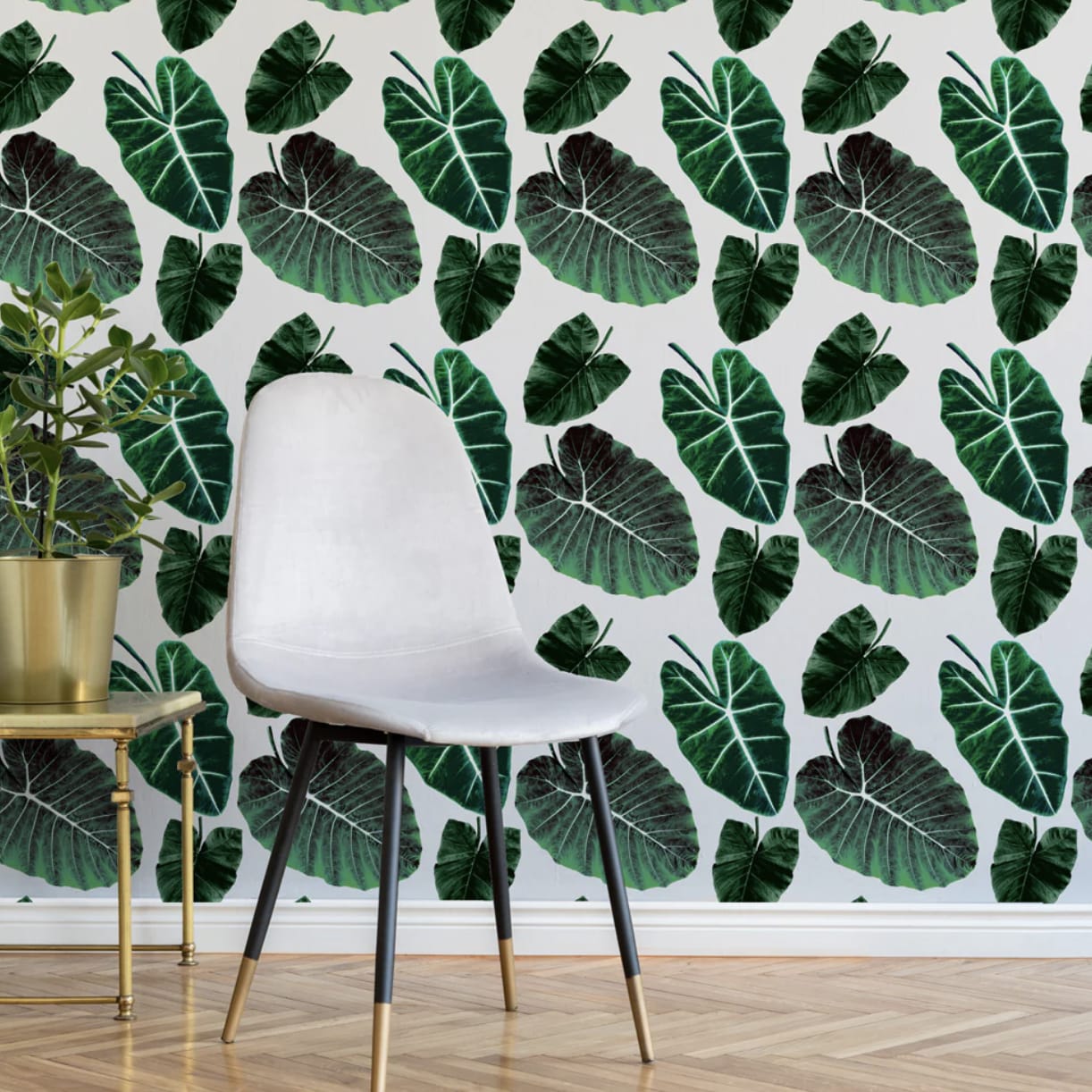 Alocasia