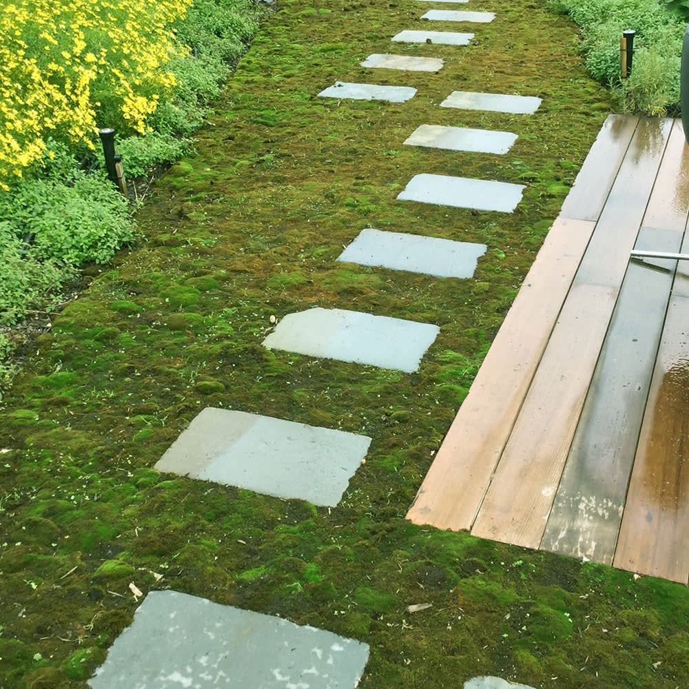 Live Moss Mats