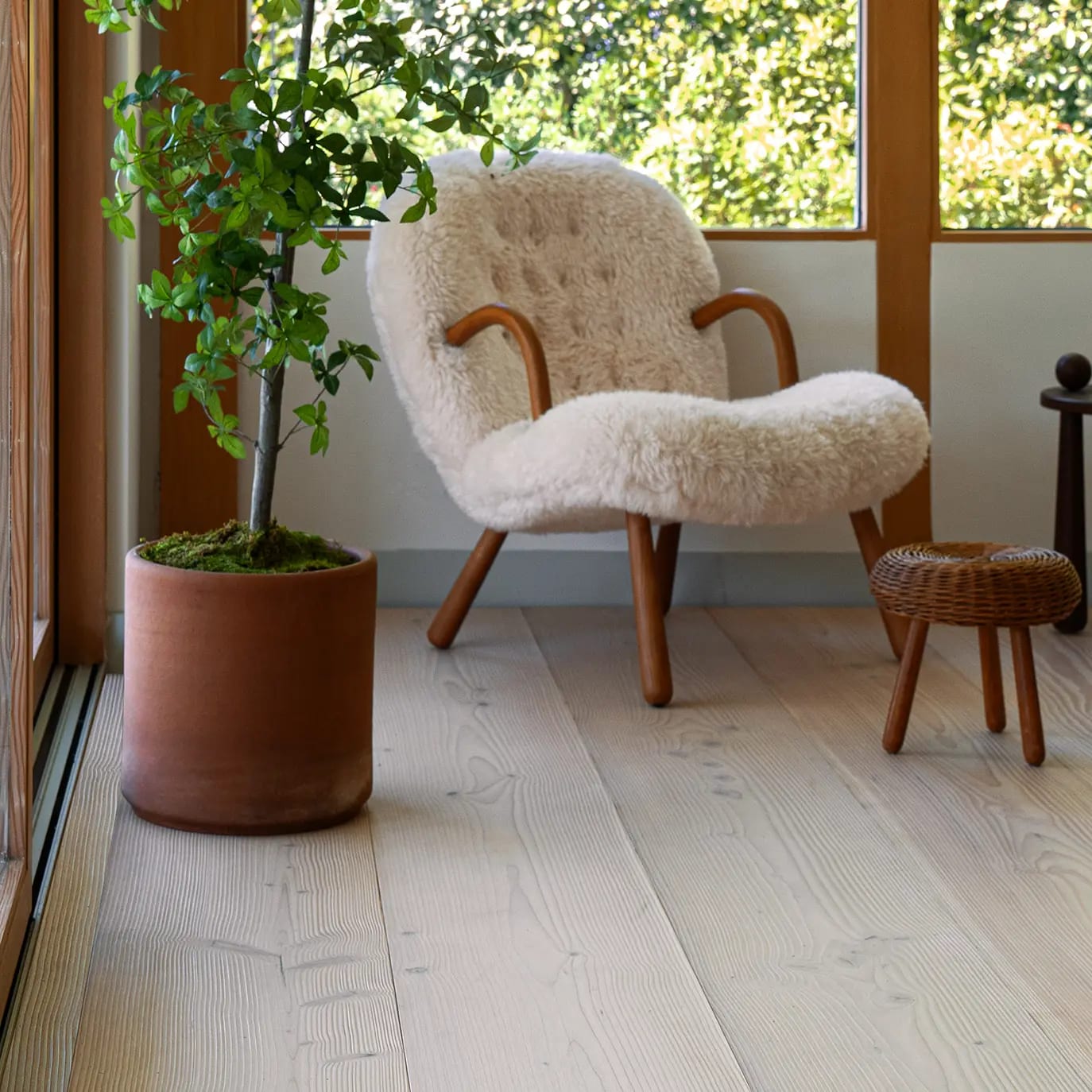 Douglas Fir Prima