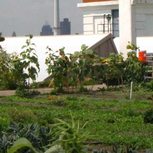 Rooftop Farming