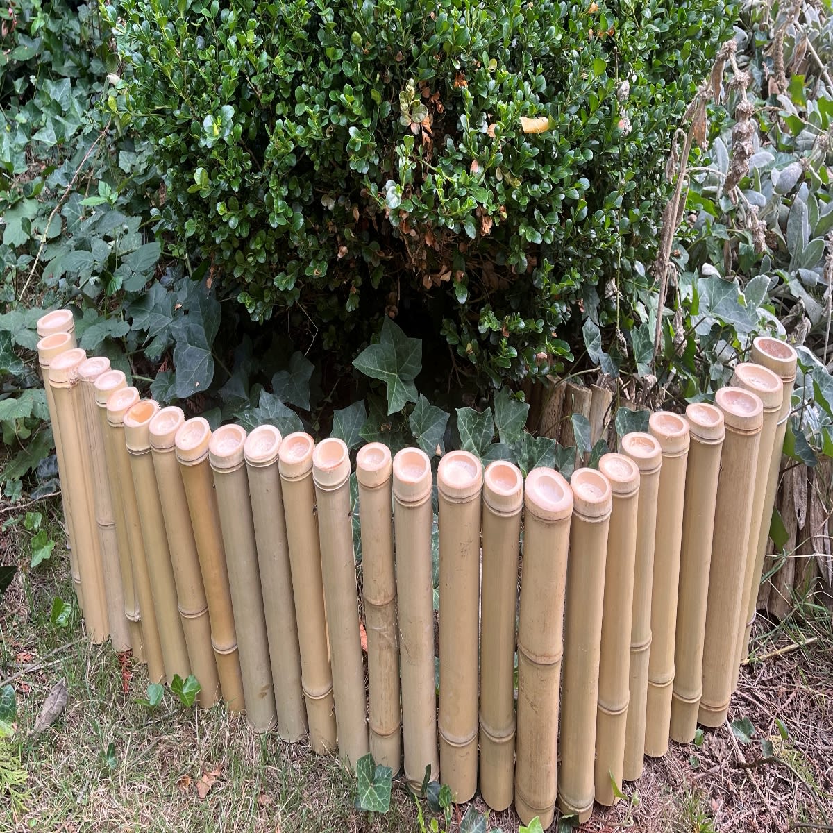 Bamboo Edges