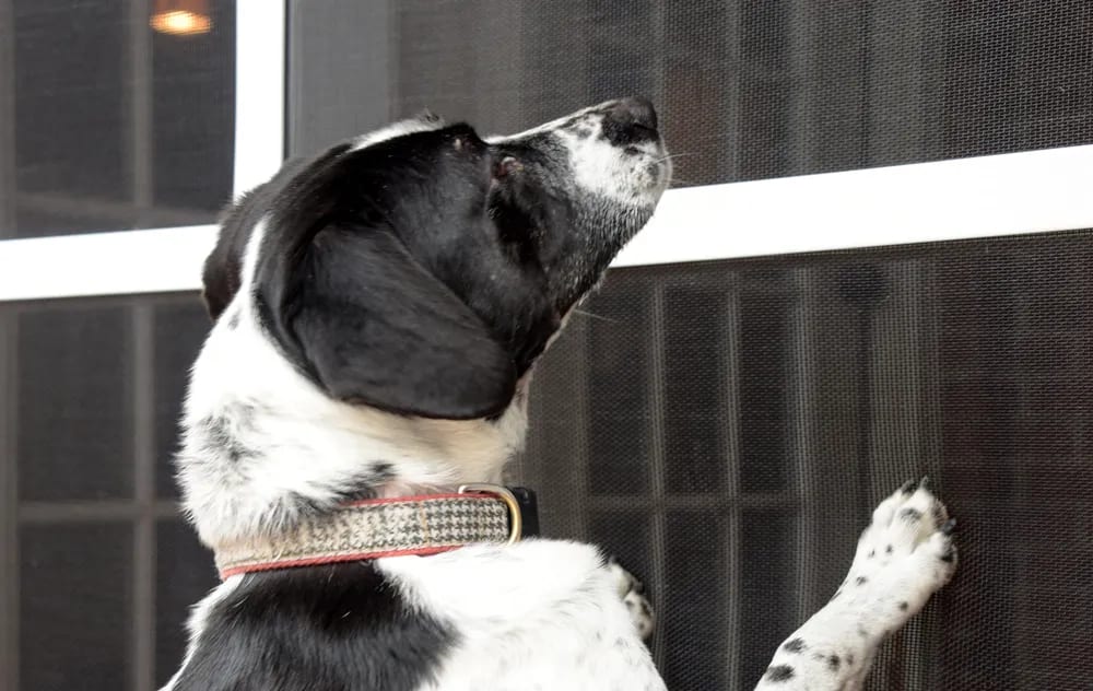 PetScreen : Dog & Cat Resistant Screening