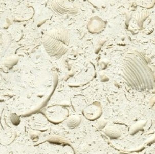 White Shell