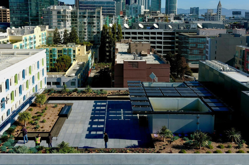 Tournesol image 6
