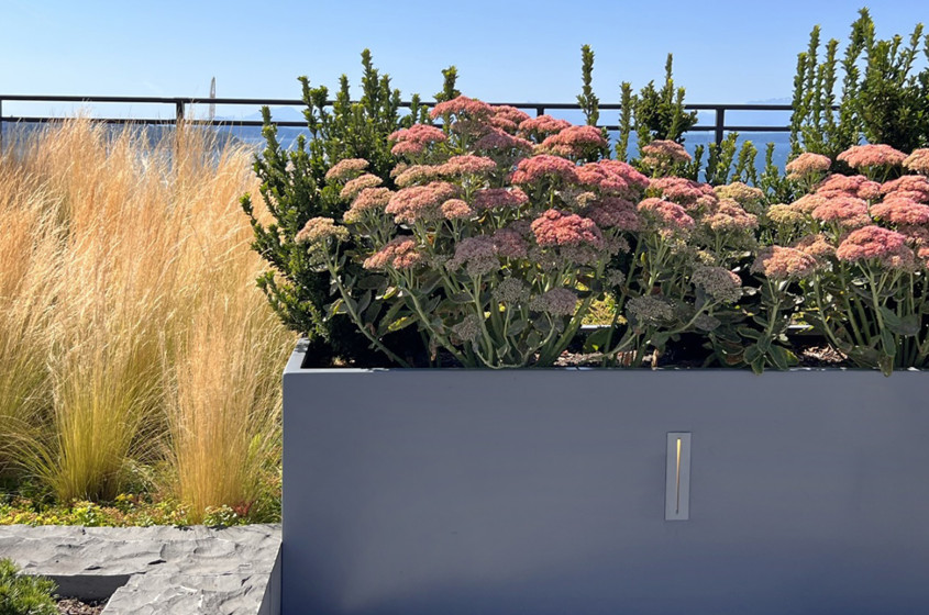 Tournesol image 3