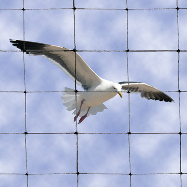 Bird B Gone image 5