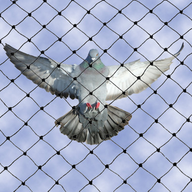 Bird B Gone image 20