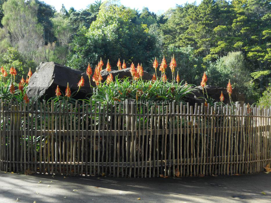 amaZulu, Inc. image 11