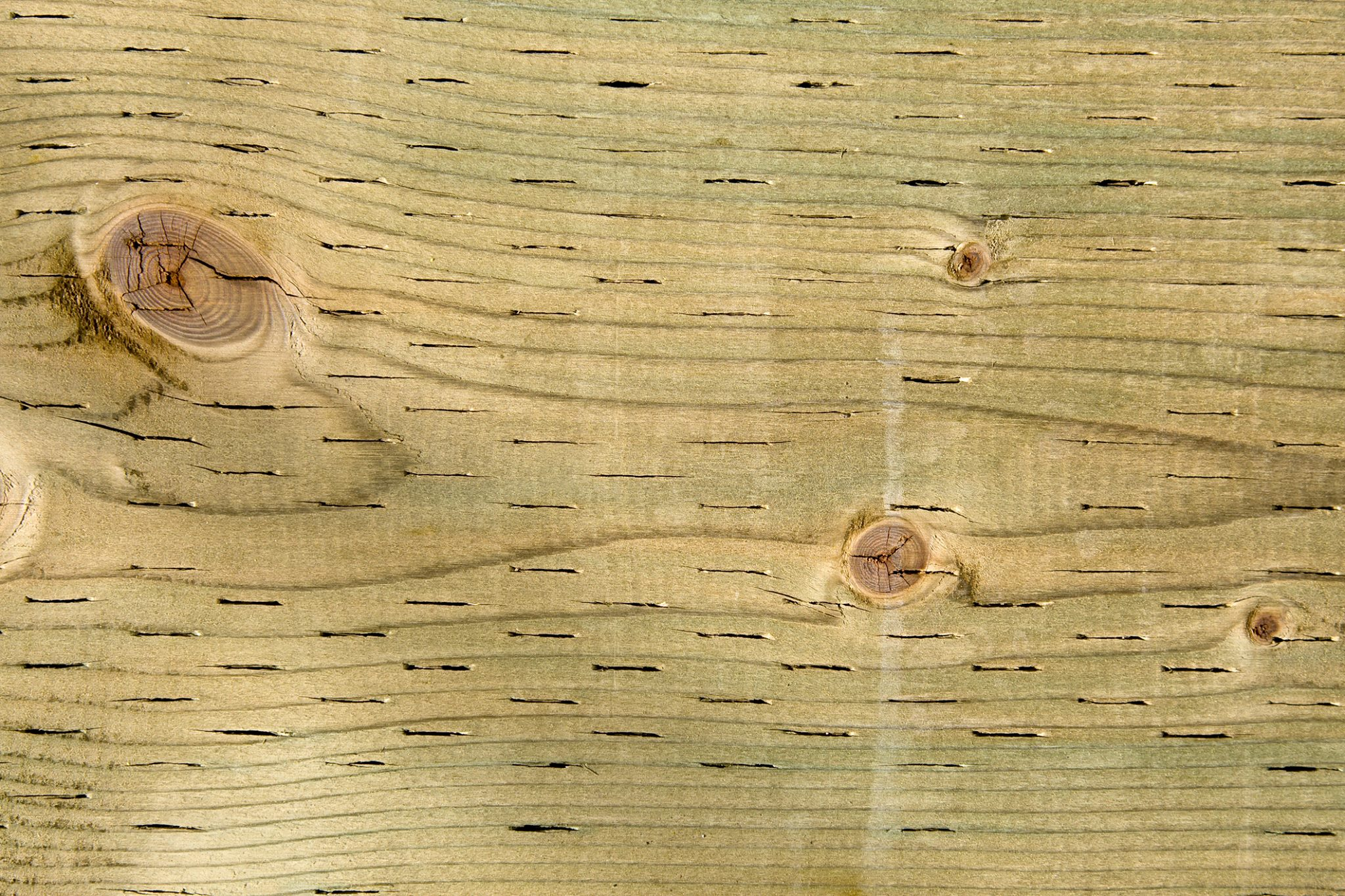 Western Wood Preservers Institute image 7