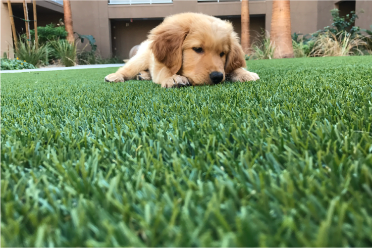 Grass-Tex image 1