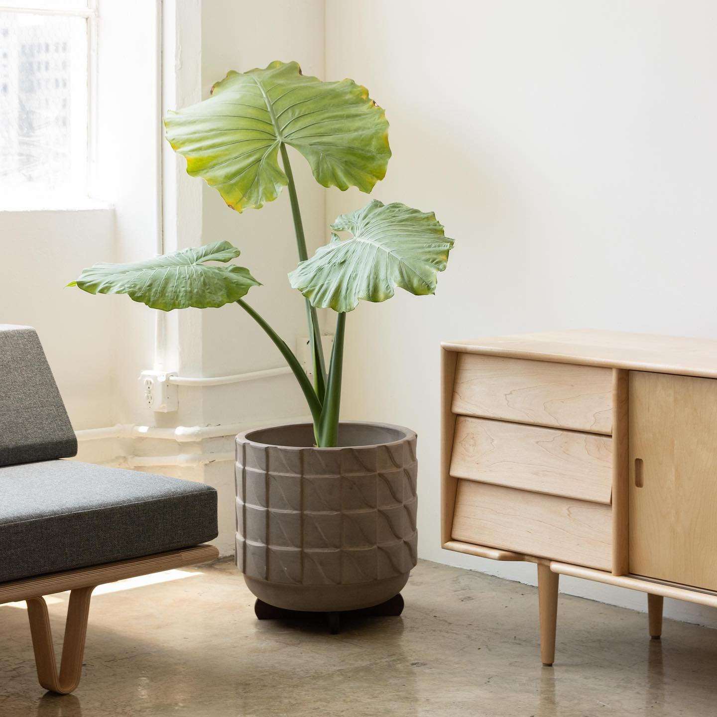 Modernica image 16