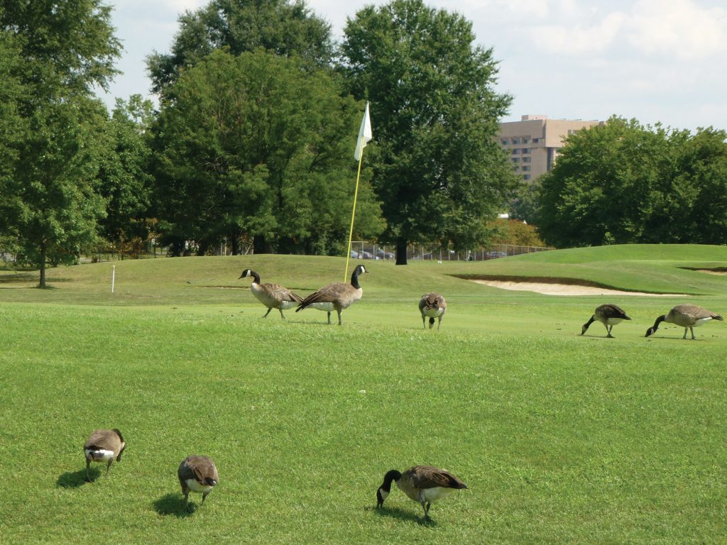 Bird Barrier America image 15