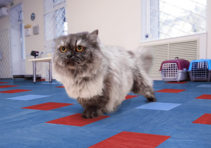 Procedo Flooring image 18