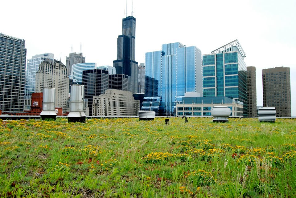Green Roof Solutions image 6