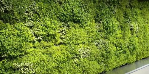 Ambius image 2
