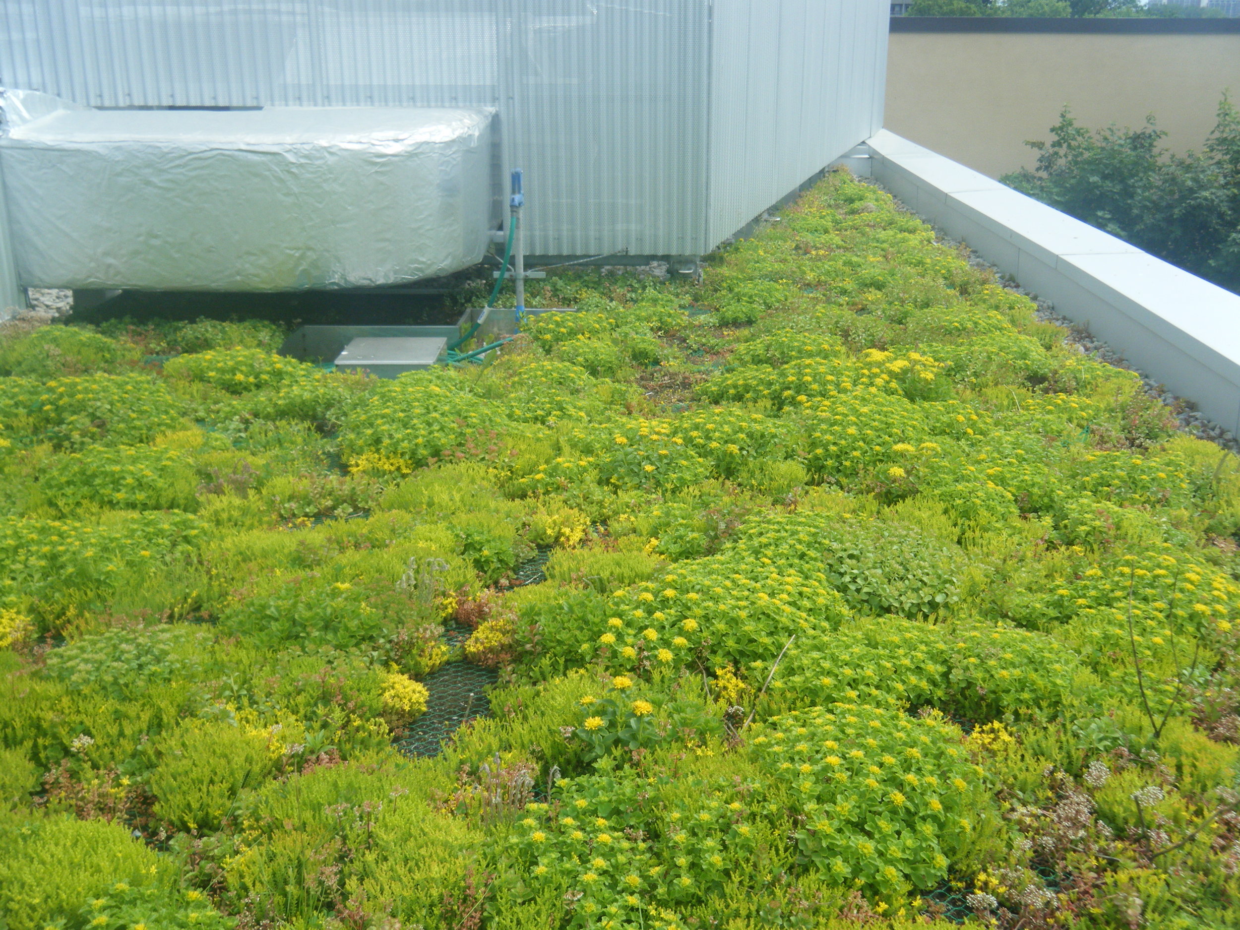 Bioroof Systems image 10