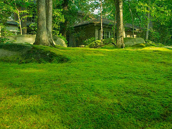 Moss Acres LLC image 6