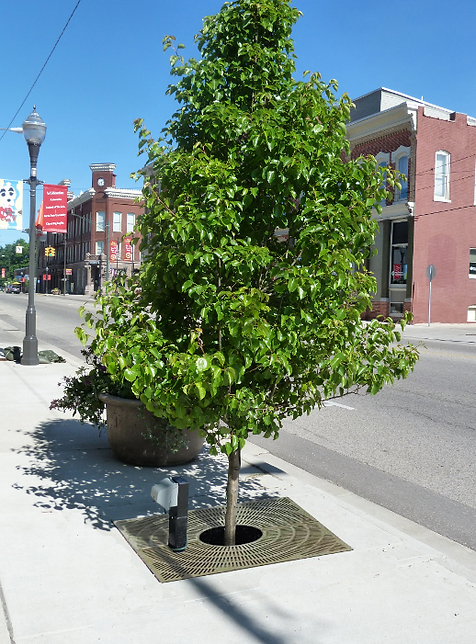 StormTree image 4