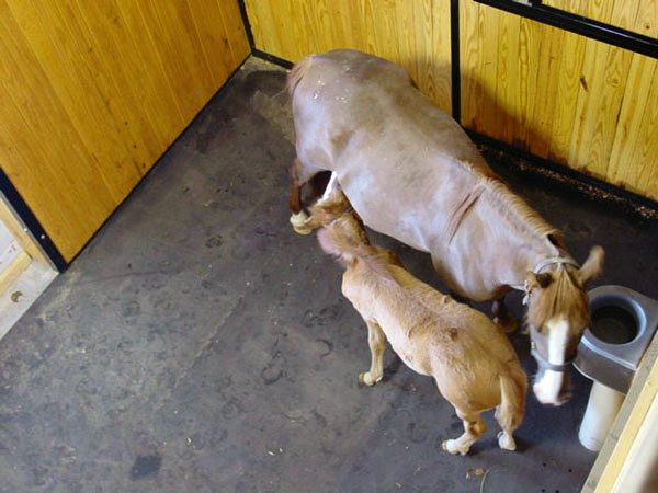 Humane Mfg. Co. image 2