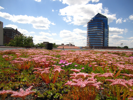 Xero Flor America, LLC image 9