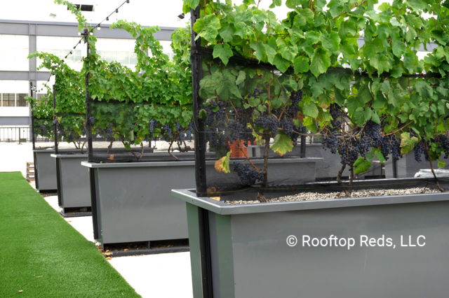 Rooflite image 11
