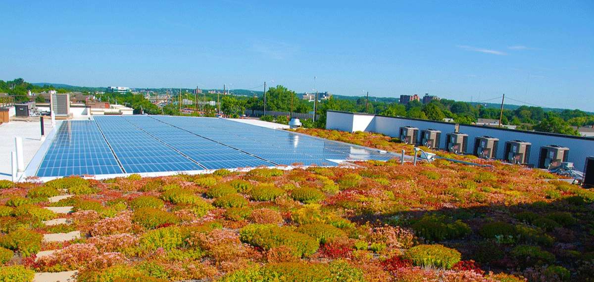 Apex Green Roofs image 29