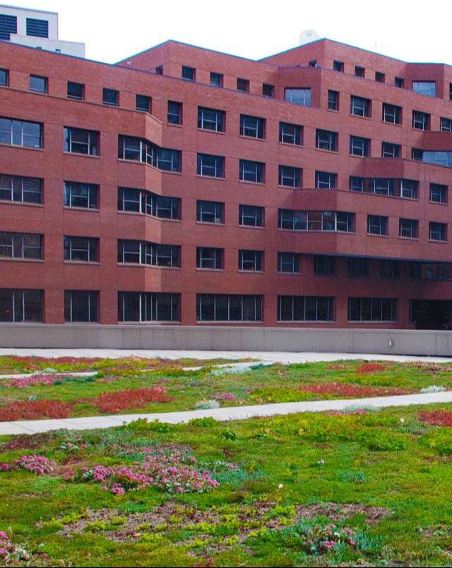 Apex Green Roofs image 23