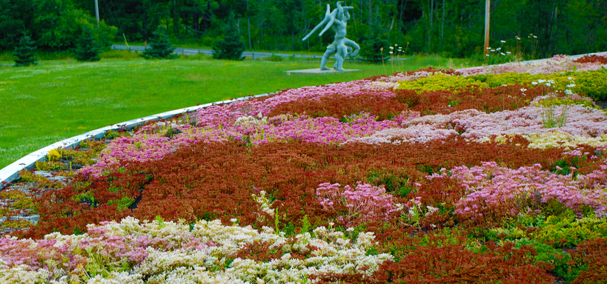 Apex Green Roofs image 12