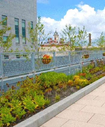 Apex Green Roofs image 7