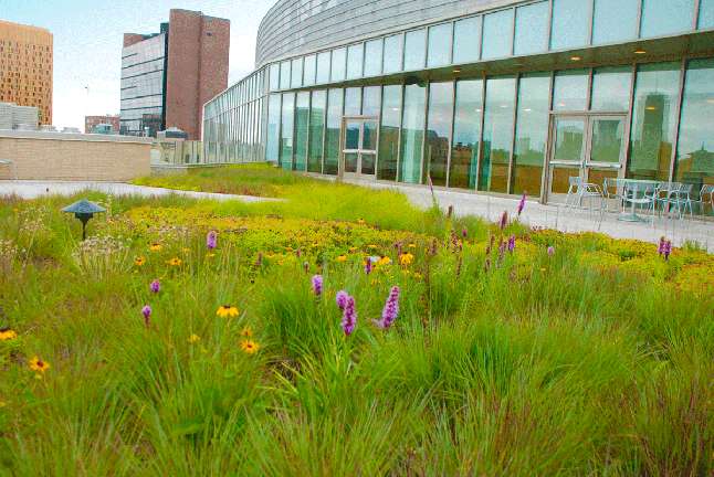 Apex Green Roofs image 32