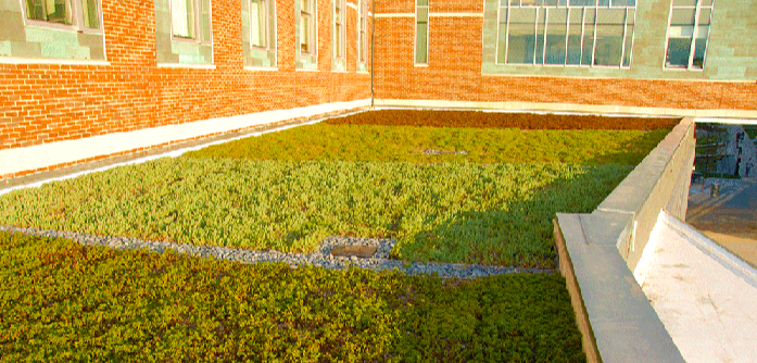 Apex Green Roofs image 24