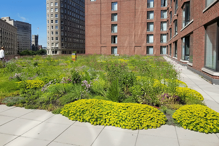 Apex Green Roofs image 34