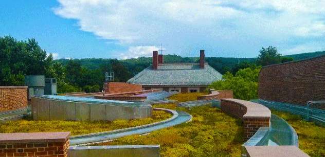 Apex Green Roofs image 8