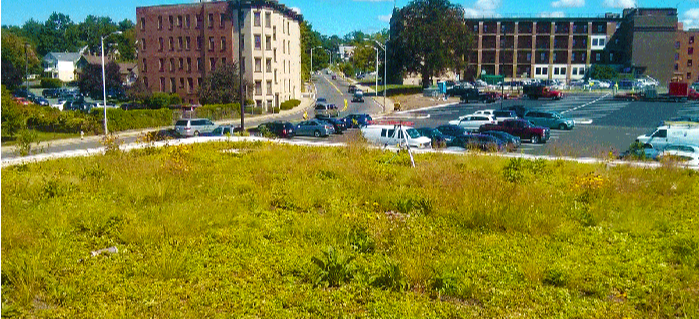 Apex Green Roofs image 28