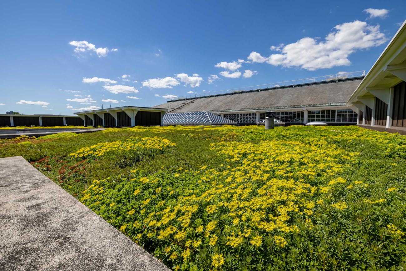 Apex Green Roofs image 18