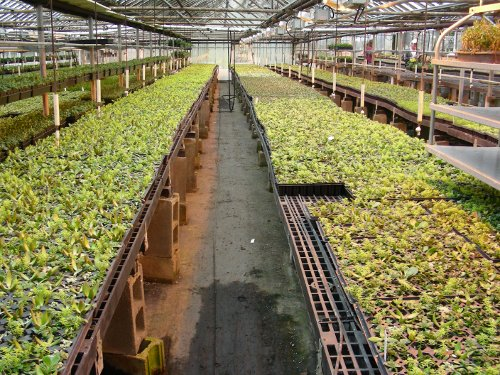 Green Roof Blocks image 1
